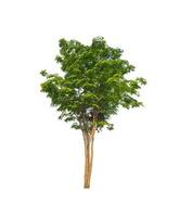 Tree that are isolated on a white background are suitable for both printing and web pages photo