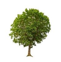 tree isolated on white background photo