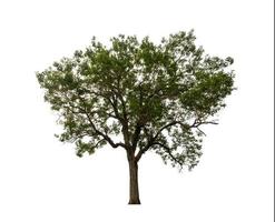 tree isolated on white background photo