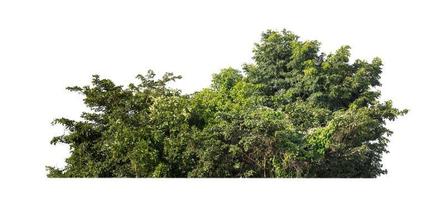 bosque y follaje en verano aislado sobre fondo blanco foto