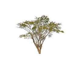 Tree that are isolated on a white background are suitable for both printing and web pages photo