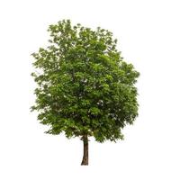 Tree that are isolated on a white background are suitable for both printing and web pages photo