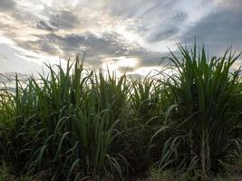 campo de caña de azúcar al amanecer. vista aérea o vista superior de la caña de azúcar o la agricultura en tailandia. foto