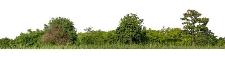 Forest and foliage in summer for both printing and web pages isolated on white background photo