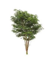 Tree that are isolated on a white background are suitable for both printing and web pages photo