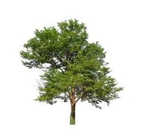Tree that are isolated on a white background are suitable for both printing and web pages photo