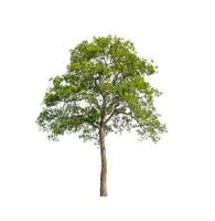 Tree that are isolated on a white background are suitable for both printing and web pages photo