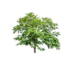 Tree that are isolated on a white background are suitable for both printing and web pages photo