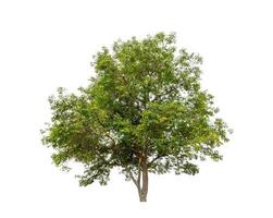 Tree isolated on white background. photo