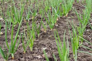 juicy, green shoots of onion and garlic beds on flat cultivated. photo