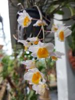 Selective focus of beautiful Dendrobium Thyrsiflorum orchid flower in garden. Its binomial name is Dendrobium Thyrsiflorum B.S Williams. photo