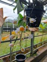 Selective focus of beautiful Dendrobium Thyrsiflorum orchid flower in garden. Its binomial name is Dendrobium Thyrsiflorum B.S Williams. photo