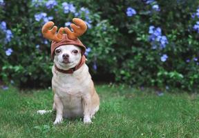 perro chihuahua de pelo corto marrón con sombrero de cuerno de reno, sentado en la hierba verde en el jardín con flores moradas, espacio para copiar. celebración de navidad y año nuevo. foto