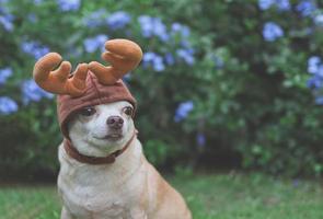 brown short hair Chihuahua dog wearing reindeer horn hat, sitting on green grass in the garden with purple flowers, copy space. Christmas and New year celebration. photo