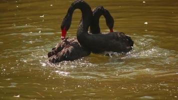 Paarungszeit bei schwarzen Schwänen, Schwäne spielten auf dem Teich video