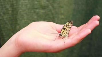 vlinder zit Aan een menselijk hand- video