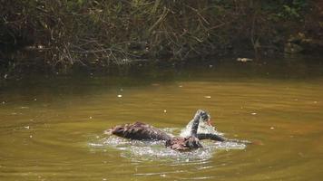 Wild Animal Mating Stock Video Footage for Free Download Wild Animal Mating Stock Video Footage for Free Download