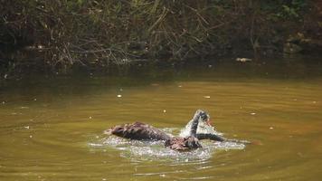 época de acasalamento em cisnes negros, cisnes jogados na lagoa video