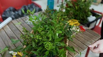 une décoration de mariage sur le thème du citron sicilien video