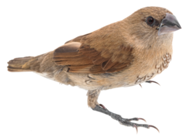 House Sparrow against isolated png