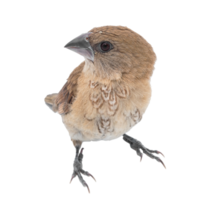 House Sparrow against isolated png