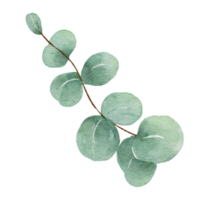 eucalyptus waterverf illustratie png