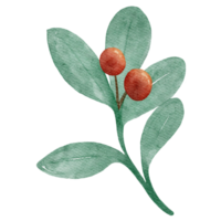 Holly Watercolor Illustration png