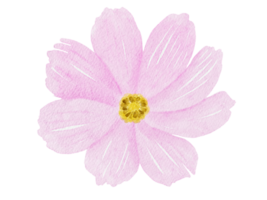 ilustração em aquarela de flores do cosmos png