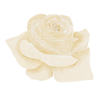 acuarela rosa blanca png