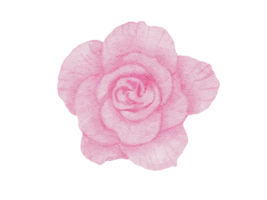 Rose Flower Watercolor Illustration png