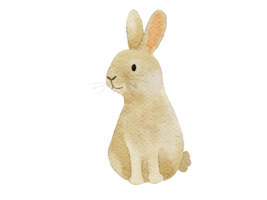 ilustración acuarela de conejo png