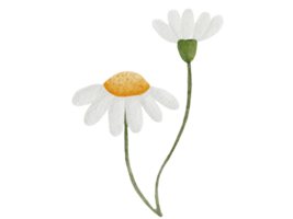 illustration aquarelle fleur png