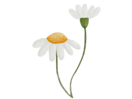 flor acuarela ilustración png