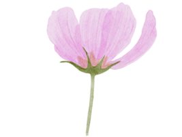 ilustração em aquarela de flores png