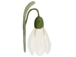 blomma vattenfärg illustration png