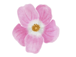 California Wild Rose Watercolor Illustration png