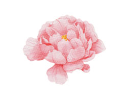 rosa fiore acquerello illustrazione png