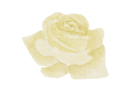 Rose Flower Watercolor Illustration png