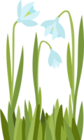 white flowers snowdrops  illustration png