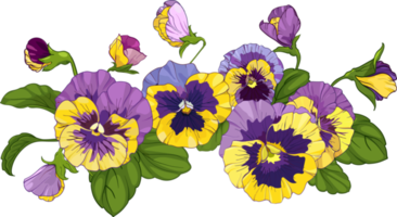 flower arrangement of pansies isolated on a white background. bouquets viola, yellow and purple flowers green leaves. png