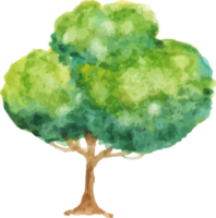 acquerello autunno albero png