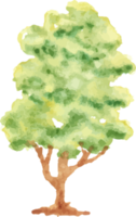 watercolor autumn tree png