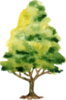 árvore de outono em aquarela png