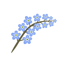 Forget me nots flower png