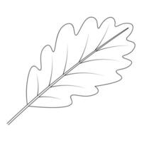 Oak Leaf. Part of the tree with veins. The leaf is used in the symbols of different countries vector