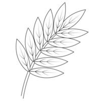 Rowan leaf. Part of the tree with veins. Sketch. Fruit ornamental plant. Forest herbarium. vector