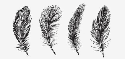 Feathers. Hand drawn sketch style. vector