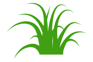 illustratie van groen gras png