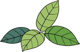 simplicity kratom leaf freehand drawing png