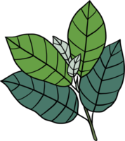 enkelhet kratom blad freehand teckning png